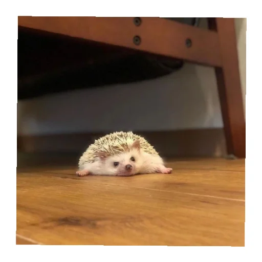 Sticker YOzhik287 - 1