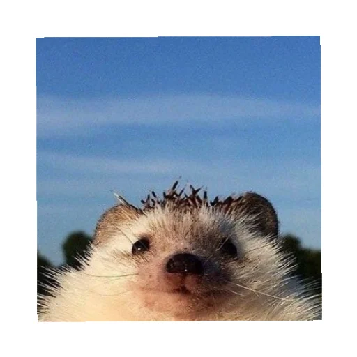 Стикер YOzhik287 - 1