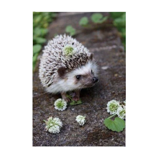 Sticker YOzhik287 - 1