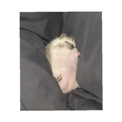 Sticker YOzhik287 - 1