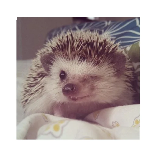 Стикер YOzhik287 - 1