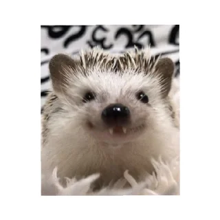 Sticker Ёжик - 4