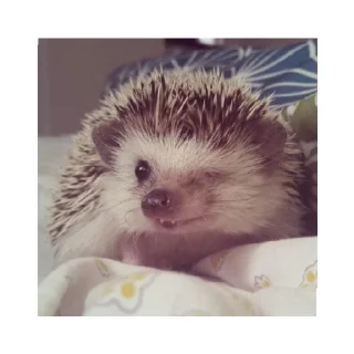 Sticker Ёжик - 1