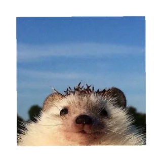 Sticker Ёжик - 6