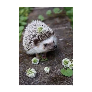 Sticker Ёжик - 5