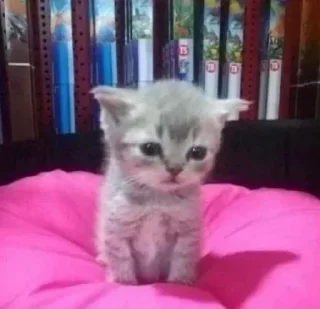 Sticker Стики 2252 из @Anonymnyi_chat_bot - 8