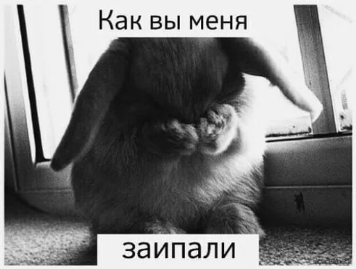 mammal animal rabbit