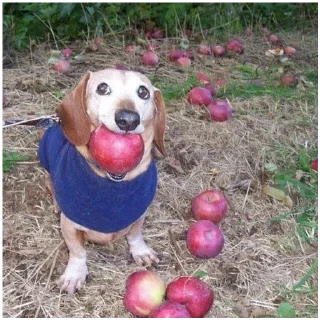 Стикер YUPPIE - 11