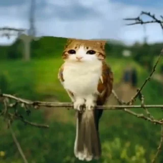 Sticker Юкишикс каннон - 2