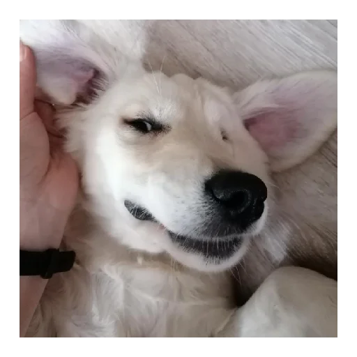 Sticker Юкишна - 0