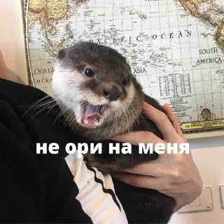 Стикер Мой стикерпак @moyi_stikery_bot - 0