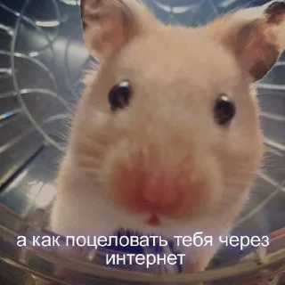 Стикер Мой стикерпак @moyi_stikery_bot - 9