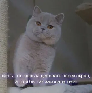 Стикер Мой стикерпак @moyi_stikery_bot - 3