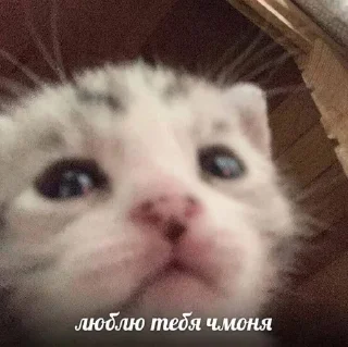 Стикер Мой стикерпак @moyi_stikery_bot - 11