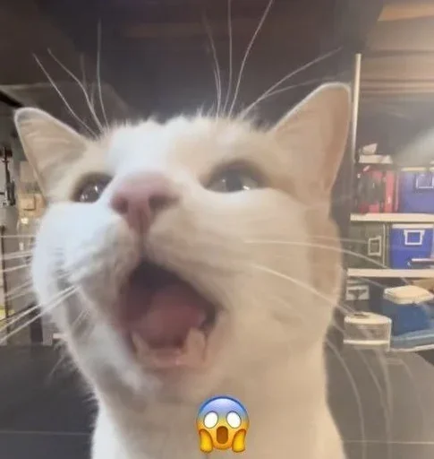 Sticker YZBcgDs_by_achestickbot - 1