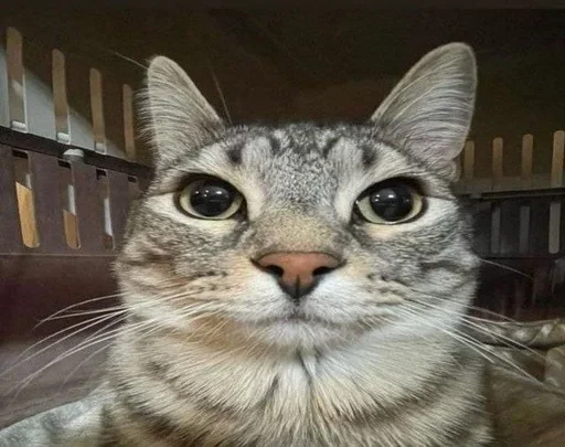 Sticker YZBcgDs_by_achestickbot - 1