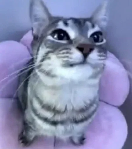 Стикер YZBcgDs_by_achestickbot - 1