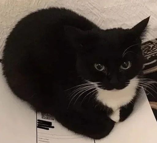 Sticker YZBcgDs_by_achestickbot - 1