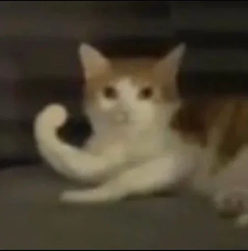 Sticker YZBcgDs_by_achestickbot - 1