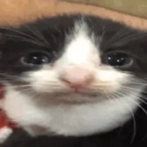 Sticker YaNeZoofilNavernoe - 1