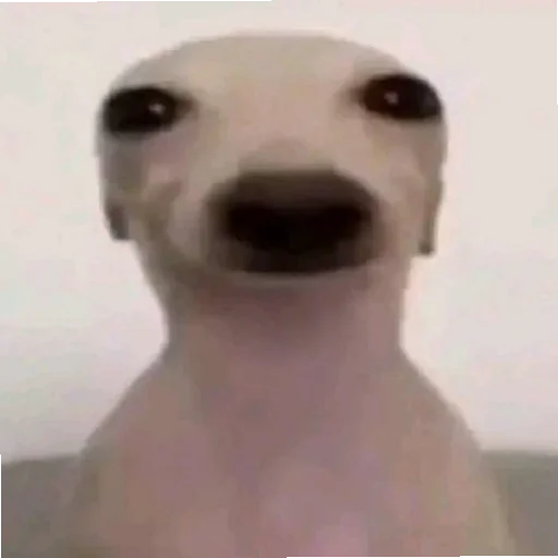 Sticker YaNeZoofilNavernoe - 1