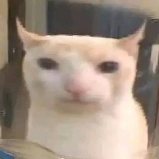 Sticker YaNeZoofilNavernoe - 1