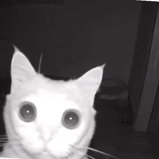 Sticker YaNeZoofilNavernoe - 1