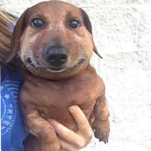 я не зоофил (наверное) - 