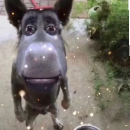 Стикер YaNeZoofilNavernoe - 1