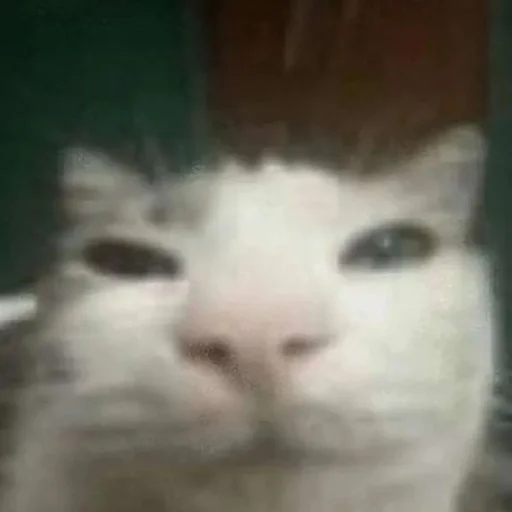 Sticker YaNeZoofilNavernoe - 1