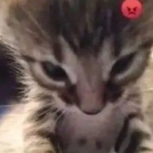 Sticker YaNeZoofilNavernoe - 1