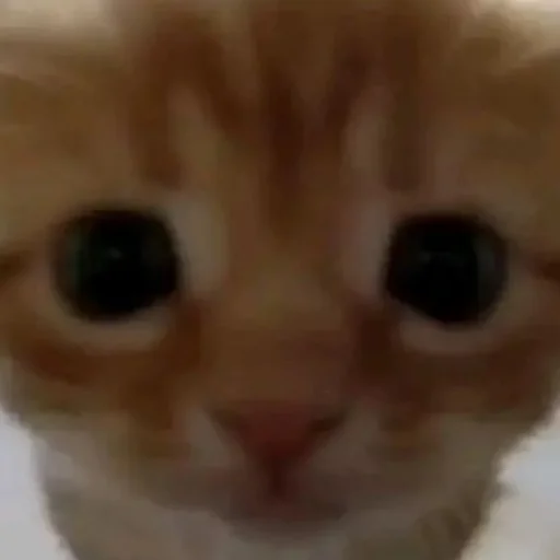 Sticker YaNeZoofilNavernoe - 1