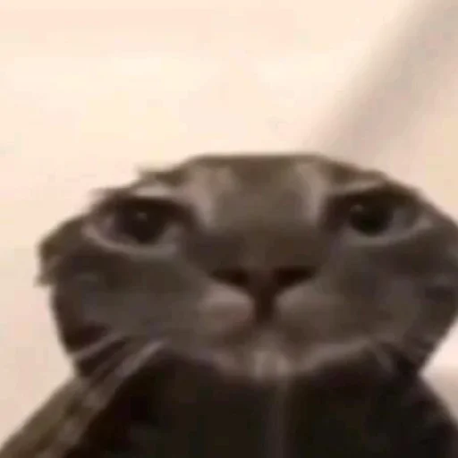 Sticker YaNeZoofilNavernoe - 1