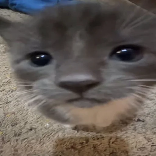 Sticker YaNeZoofilNavernoe - 1