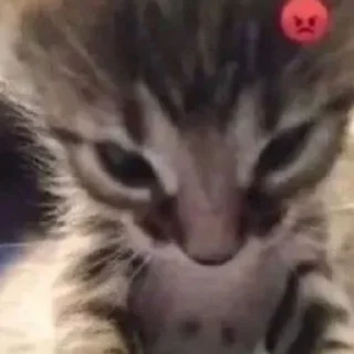 Sticker я не зоофил (наверное) - 6