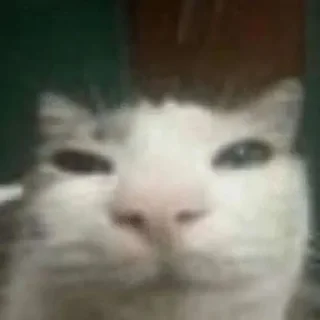 Sticker я не зоофил (наверное) - 11