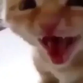 Sticker я не зоофил (наверное) - 10