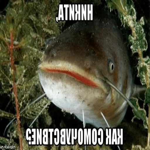 fish animal