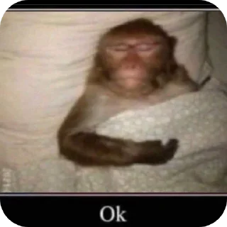 комнатный мех Человек