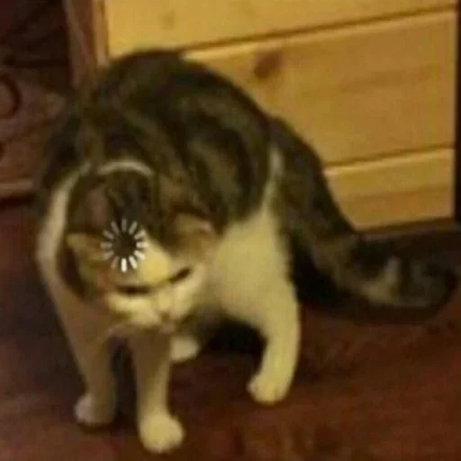 животное млекопитающее комнатный