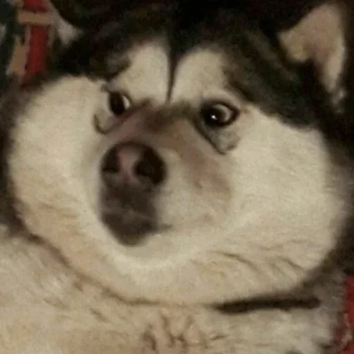 хриплый животное домашнее животное