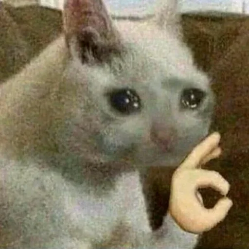 mammal animal domestic cat