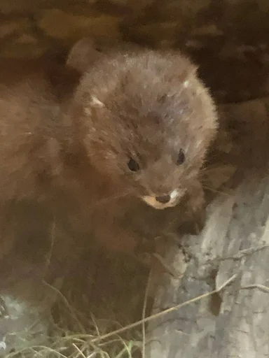 Sticker Кринж животные - 7