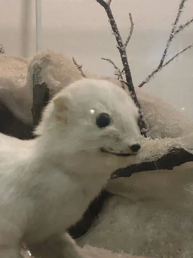 Sticker Кринж животные - 6