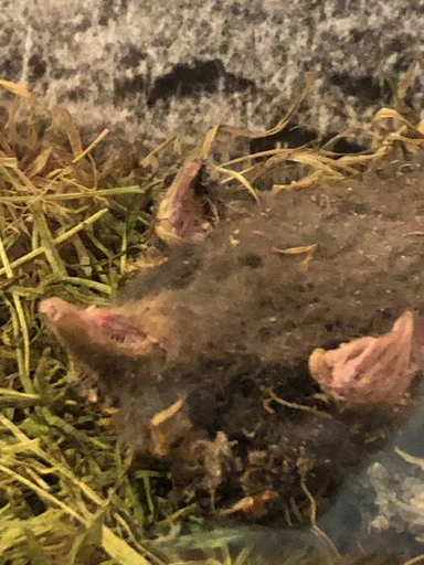 Sticker Кринж животные - 3