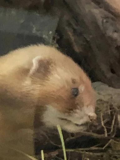 Кринж животные - 