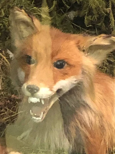 Sticker Кринж животные - 2