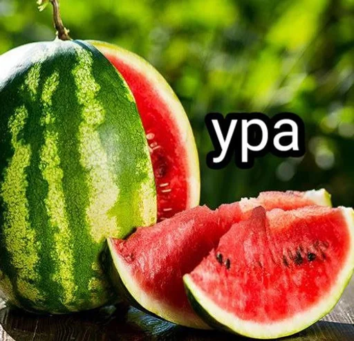 фрукт дыня арбуз