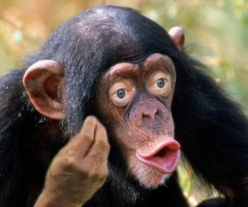 animal mammal primate