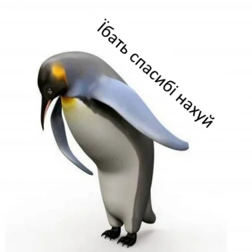 aquatic bird animal bird